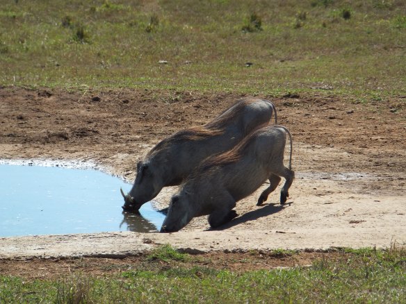 Thirsty warthogs