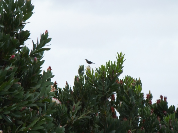 Kirstenbosch Sunbird